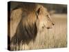 Lion (Panthera Leo), Kgalagadi Transfrontier Park, South Africa, Africa-Ann & Steve Toon-Stretched Canvas