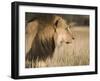 Lion (Panthera Leo), Kgalagadi Transfrontier Park, South Africa, Africa-Ann & Steve Toon-Framed Photographic Print