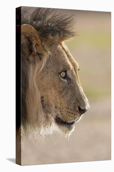 Lion (Panthera Leo), Kgalagadi Transfrontier Park, South Africa, Africa-Ann and Steve Toon-Stretched Canvas