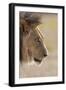 Lion (Panthera Leo), Kgalagadi Transfrontier Park, South Africa, Africa-Ann and Steve Toon-Framed Photographic Print