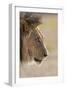 Lion (Panthera Leo), Kgalagadi Transfrontier Park, South Africa, Africa-Ann and Steve Toon-Framed Photographic Print