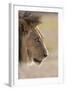 Lion (Panthera Leo), Kgalagadi Transfrontier Park, South Africa, Africa-Ann and Steve Toon-Framed Photographic Print