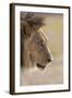 Lion (Panthera Leo), Kgalagadi Transfrontier Park, South Africa, Africa-Ann and Steve Toon-Framed Photographic Print