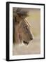 Lion (Panthera Leo), Kgalagadi Transfrontier Park, South Africa, Africa-Ann and Steve Toon-Framed Photographic Print