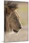 Lion (Panthera Leo), Kgalagadi Transfrontier Park, South Africa, Africa-Ann and Steve Toon-Mounted Photographic Print