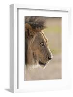 Lion (Panthera Leo), Kgalagadi Transfrontier Park, South Africa, Africa-Ann and Steve Toon-Framed Photographic Print