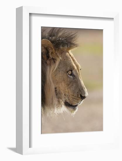Lion (Panthera Leo), Kgalagadi Transfrontier Park, South Africa, Africa-Ann and Steve Toon-Framed Photographic Print
