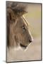 Lion (Panthera Leo), Kgalagadi Transfrontier Park, South Africa, Africa-Ann and Steve Toon-Mounted Photographic Print