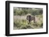 Lion (Panthera leo), Kgalagadi Transfrontier Park, South Africa, Africa-James Hager-Framed Photographic Print