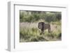 Lion (Panthera leo), Kgalagadi Transfrontier Park, South Africa, Africa-James Hager-Framed Photographic Print