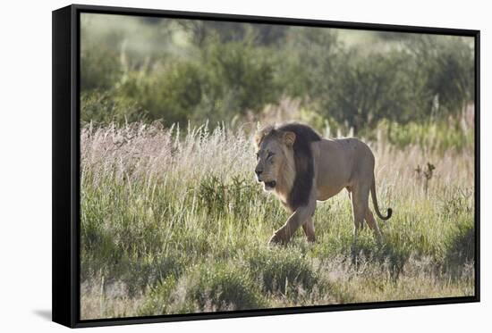 Lion (Panthera leo), Kgalagadi Transfrontier Park, South Africa, Africa-James Hager-Framed Stretched Canvas