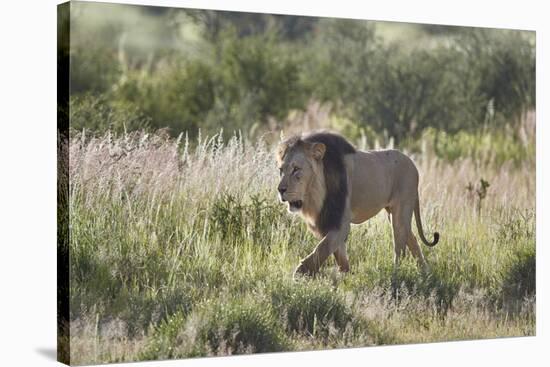 Lion (Panthera leo), Kgalagadi Transfrontier Park, South Africa, Africa-James Hager-Stretched Canvas