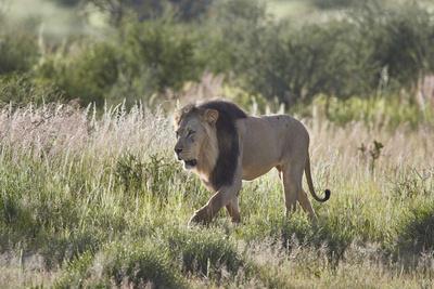 https://imgc.allpostersimages.com/img/posters/lion-panthera-leo-kgalagadi-transfrontier-park-south-africa-africa_u-L-Q1BTN6R0.jpg?artPerspective=n