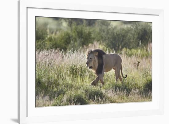 Lion (Panthera leo), Kgalagadi Transfrontier Park, South Africa, Africa-James Hager-Framed Photographic Print