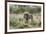 Lion (Panthera leo), Kgalagadi Transfrontier Park, South Africa, Africa-James Hager-Framed Photographic Print