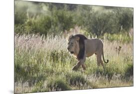 Lion (Panthera leo), Kgalagadi Transfrontier Park, South Africa, Africa-James Hager-Mounted Photographic Print