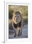 Lion (Panthera leo), Kgalagadi Transfrontier Park, South Africa, Africa-James Hager-Framed Photographic Print