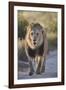 Lion (Panthera leo), Kgalagadi Transfrontier Park, South Africa, Africa-James Hager-Framed Photographic Print