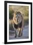 Lion (Panthera leo), Kgalagadi Transfrontier Park, South Africa, Africa-James Hager-Framed Photographic Print