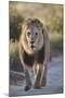 Lion (Panthera leo), Kgalagadi Transfrontier Park, South Africa, Africa-James Hager-Mounted Photographic Print