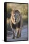 Lion (Panthera leo), Kgalagadi Transfrontier Park, South Africa, Africa-James Hager-Framed Stretched Canvas