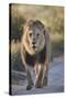 Lion (Panthera leo), Kgalagadi Transfrontier Park, South Africa, Africa-James Hager-Stretched Canvas