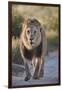 Lion (Panthera leo), Kgalagadi Transfrontier Park, South Africa, Africa-James Hager-Framed Photographic Print