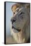 Lion (Panthera leo), Kgalagadi Transfrontier Park, South Africa, Africa-James Hager-Framed Stretched Canvas