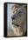 Lion (Panthera leo), Kgalagadi Transfrontier Park, South Africa, Africa-James Hager-Framed Stretched Canvas