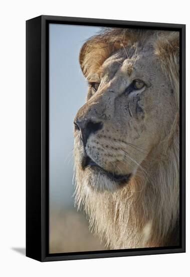 Lion (Panthera leo), Kgalagadi Transfrontier Park, South Africa, Africa-James Hager-Framed Stretched Canvas