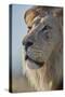 Lion (Panthera leo), Kgalagadi Transfrontier Park, South Africa, Africa-James Hager-Stretched Canvas