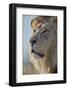 Lion (Panthera leo), Kgalagadi Transfrontier Park, South Africa, Africa-James Hager-Framed Photographic Print