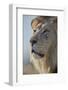 Lion (Panthera leo), Kgalagadi Transfrontier Park, South Africa, Africa-James Hager-Framed Photographic Print