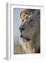 Lion (Panthera leo), Kgalagadi Transfrontier Park, South Africa, Africa-James Hager-Framed Photographic Print