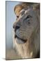 Lion (Panthera leo), Kgalagadi Transfrontier Park, South Africa, Africa-James Hager-Mounted Photographic Print