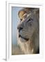 Lion (Panthera leo), Kgalagadi Transfrontier Park, South Africa, Africa-James Hager-Framed Photographic Print