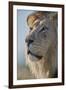 Lion (Panthera leo), Kgalagadi Transfrontier Park, South Africa, Africa-James Hager-Framed Photographic Print