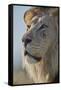 Lion (Panthera leo), Kgalagadi Transfrontier Park, South Africa, Africa-James Hager-Framed Stretched Canvas