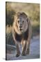 Lion (Panthera leo), Kgalagadi Transfrontier Park, South Africa, Africa-James Hager-Stretched Canvas