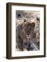 Lion (Panthera Leo), Khwai Concession, Okavango Delta, Botswana, Africa-Sergio-Framed Photographic Print