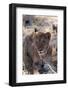 Lion (Panthera Leo), Khwai Concession, Okavango Delta, Botswana, Africa-Sergio-Framed Photographic Print