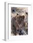 Lion (Panthera Leo), Khwai Concession, Okavango Delta, Botswana, Africa-Sergio-Framed Photographic Print