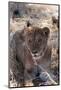 Lion (Panthera Leo), Khwai Concession, Okavango Delta, Botswana, Africa-Sergio-Mounted Photographic Print