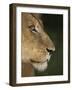 Lion (Panthera Leo), Kruger National Park, South Africa, Africa-Ann & Steve Toon-Framed Photographic Print