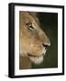 Lion (Panthera Leo), Kruger National Park, South Africa, Africa-Ann & Steve Toon-Framed Photographic Print
