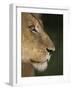 Lion (Panthera Leo), Kruger National Park, South Africa, Africa-Ann & Steve Toon-Framed Photographic Print