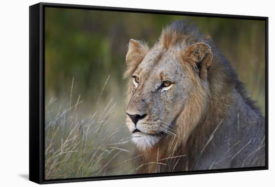 Lion (Panthera Leo), Kruger National Park, South Africa, Africa-James-Framed Stretched Canvas