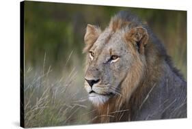 Lion (Panthera Leo), Kruger National Park, South Africa, Africa-James-Stretched Canvas