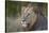 Lion (Panthera Leo), Kruger National Park, South Africa, Africa-James-Stretched Canvas