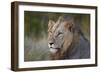 Lion (Panthera Leo), Kruger National Park, South Africa, Africa-James-Framed Photographic Print